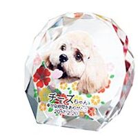 画像1449：ダマスク リボンパール(ピンク・ブラック・ブルー)4寸