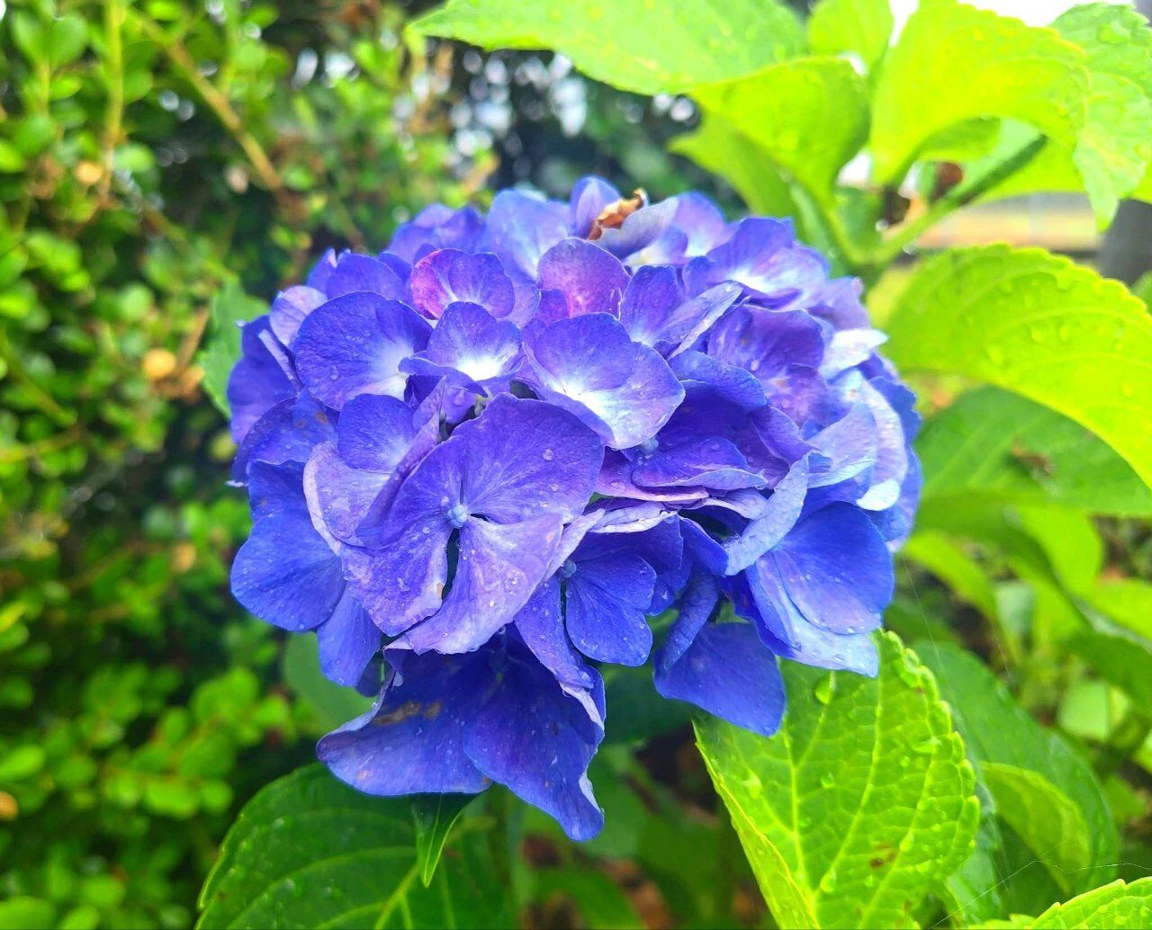 セレモニーホール板場の片隅に紫陽花
