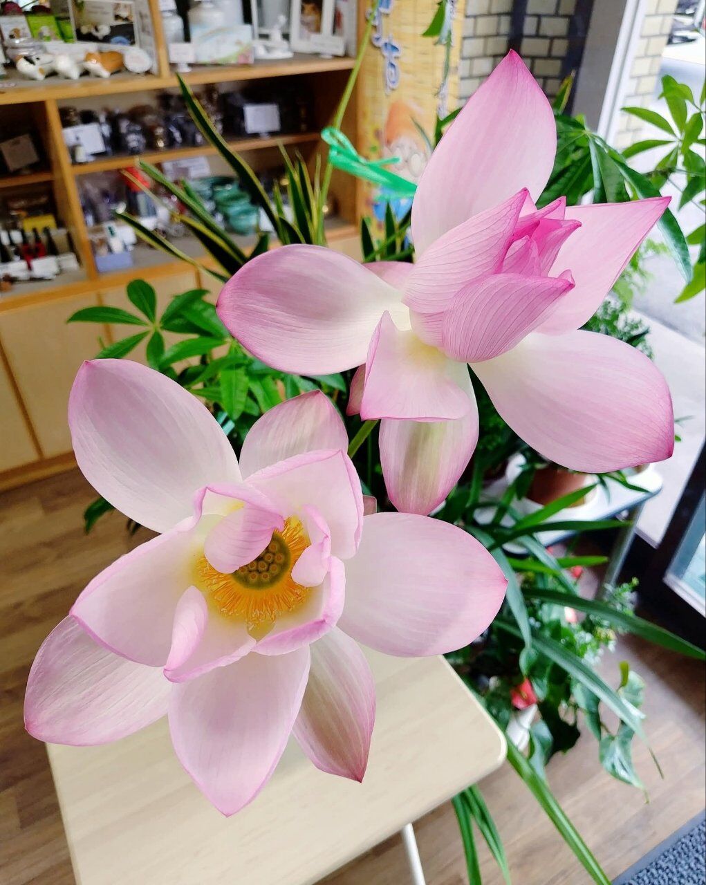 蓮の花をいただきました