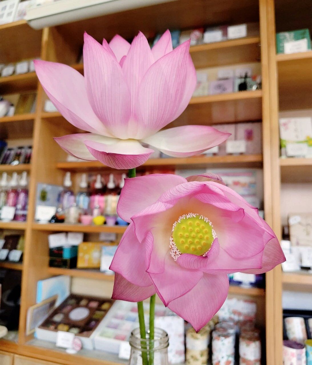 蓮の花に魅了されます