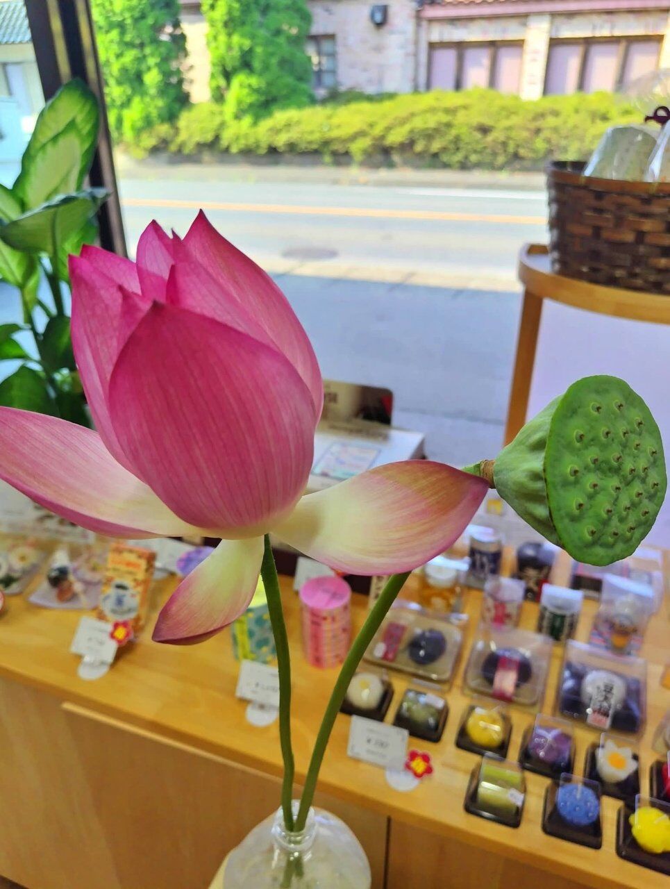 今夏６回目の蓮の花をいただきました