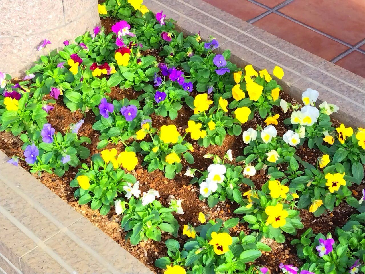 パンジーを植えました