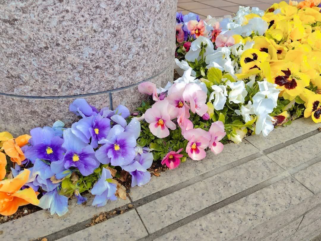 パンジーがお出迎え