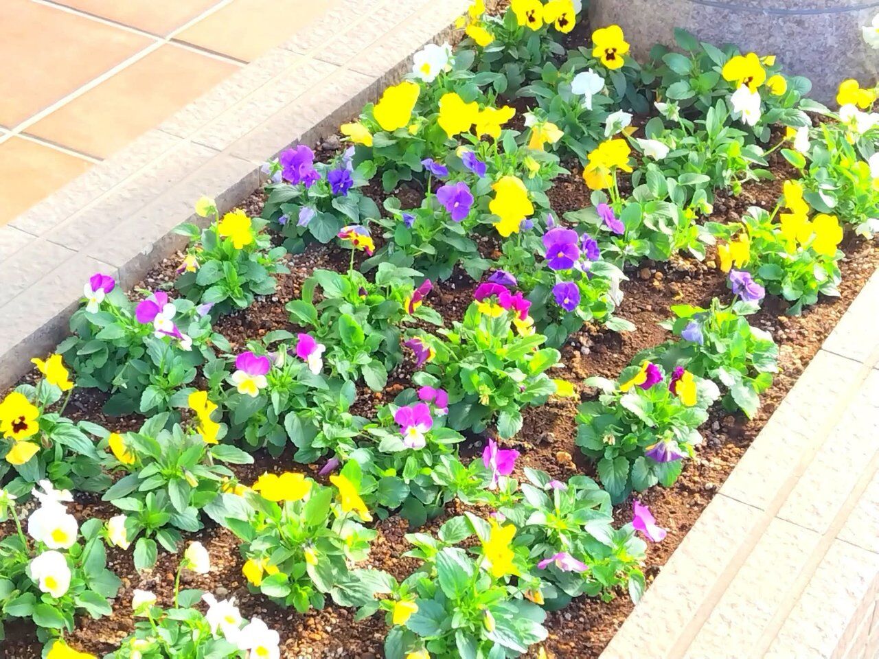 可愛らしいパンジーがお出迎え