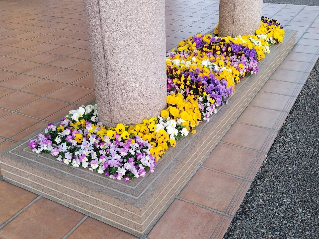 可愛らしいパンジーが咲いています