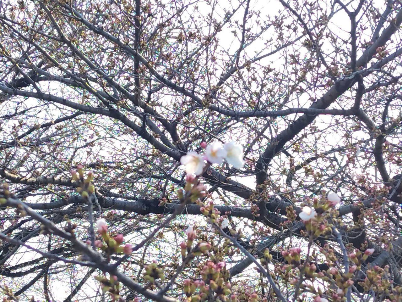 桜の蕾がほころんできましたね