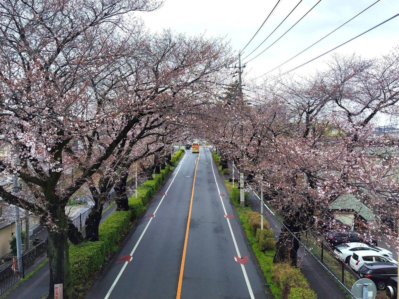 桜が咲いてきましたね