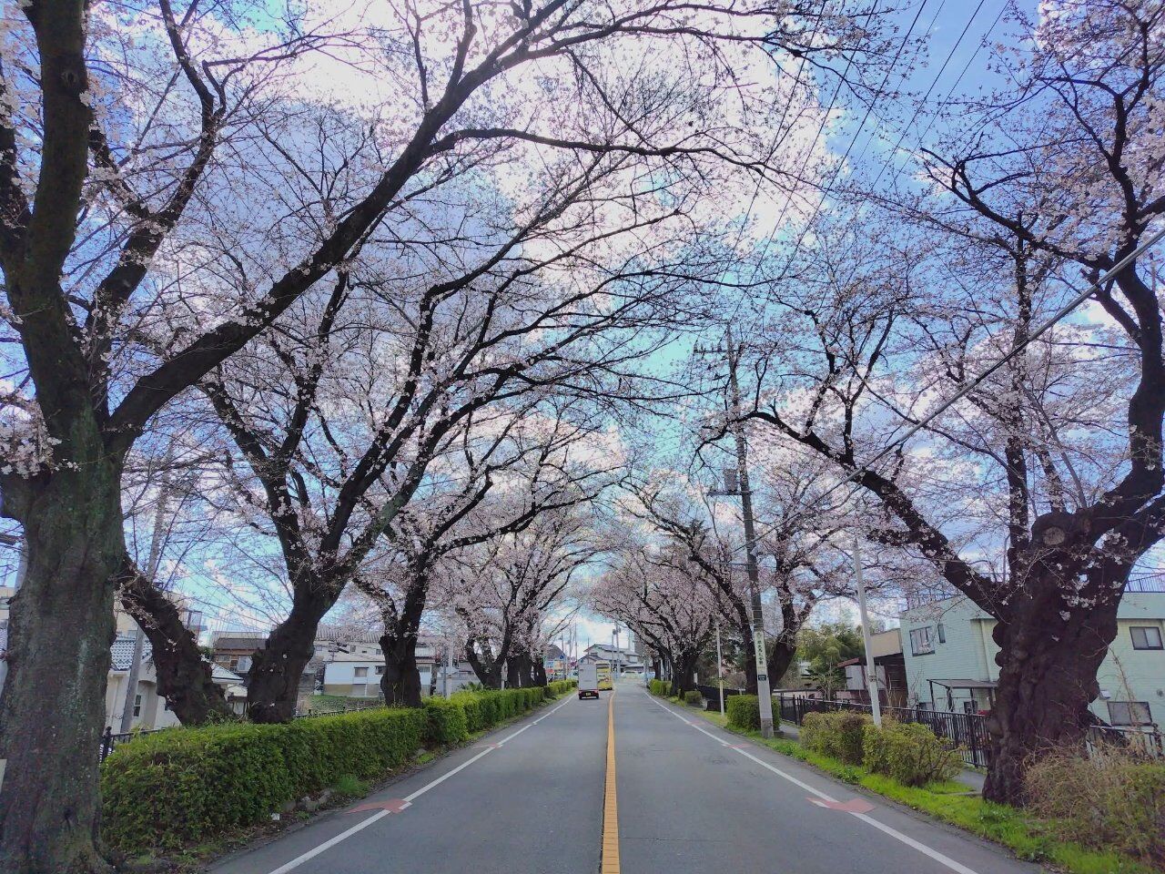 桜が綺麗です
