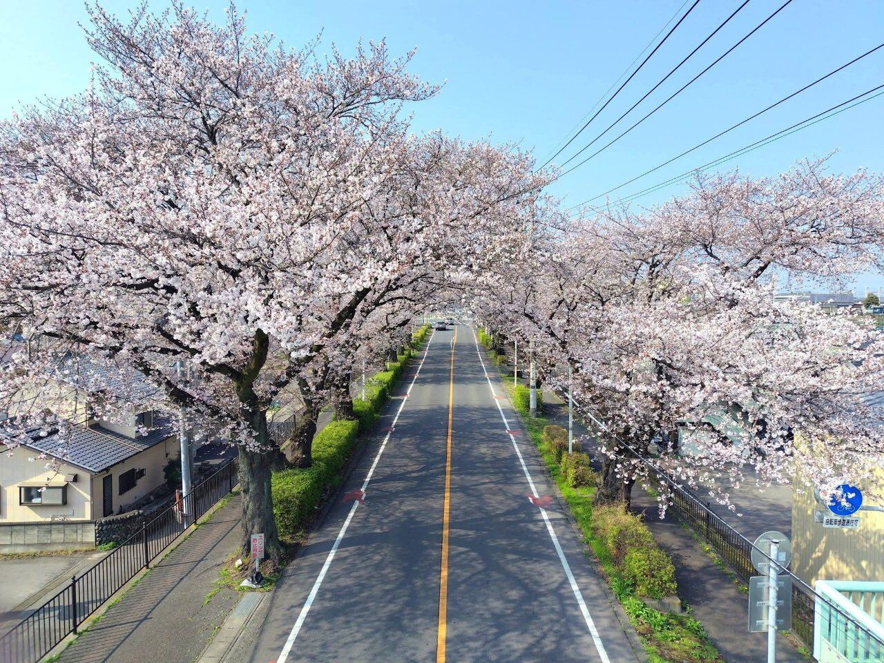 新桐生駅手前の桜並木