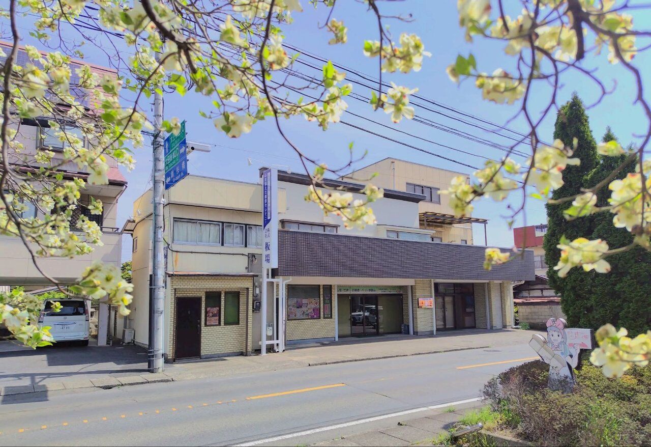 白いハナミズキに癒されます
