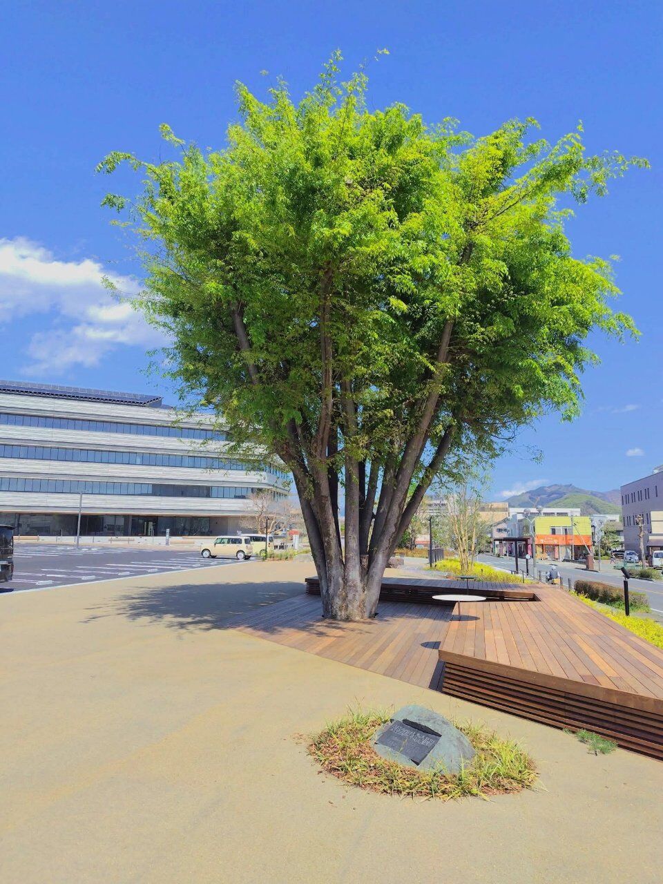 桐生市役所駐車場の大きなケヤキ