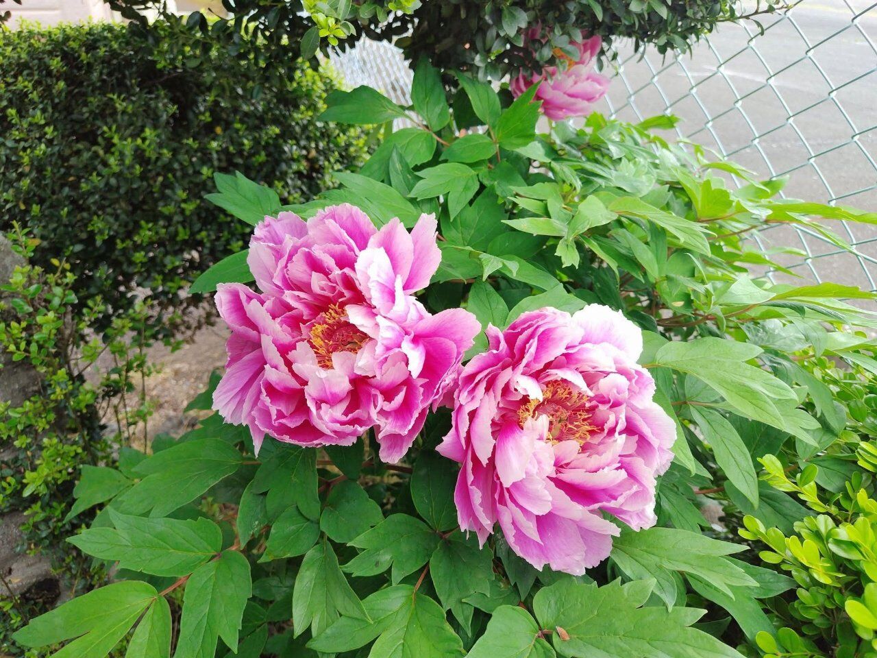 牡丹の花が咲きました