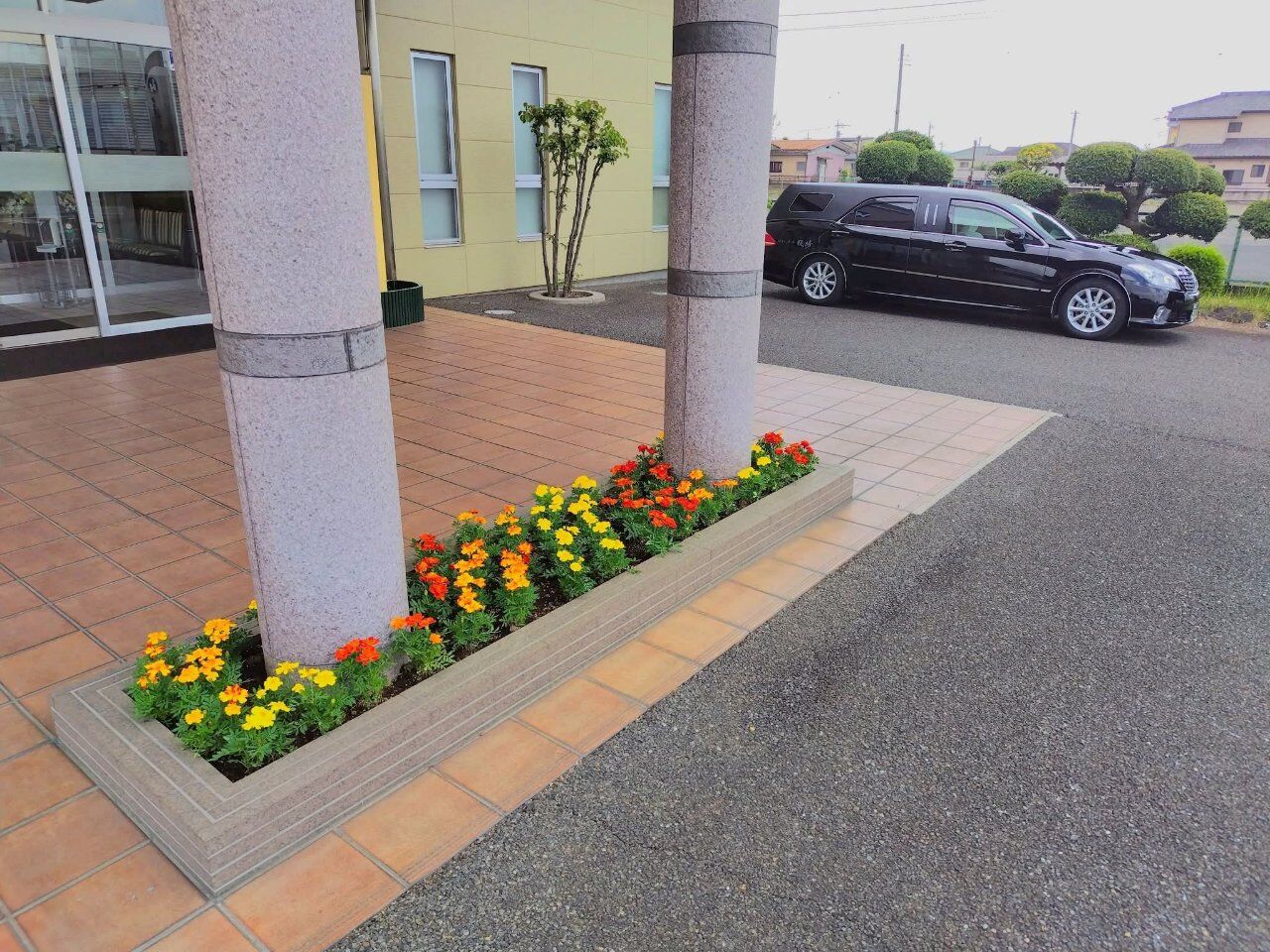 マリーゴールドを植えました