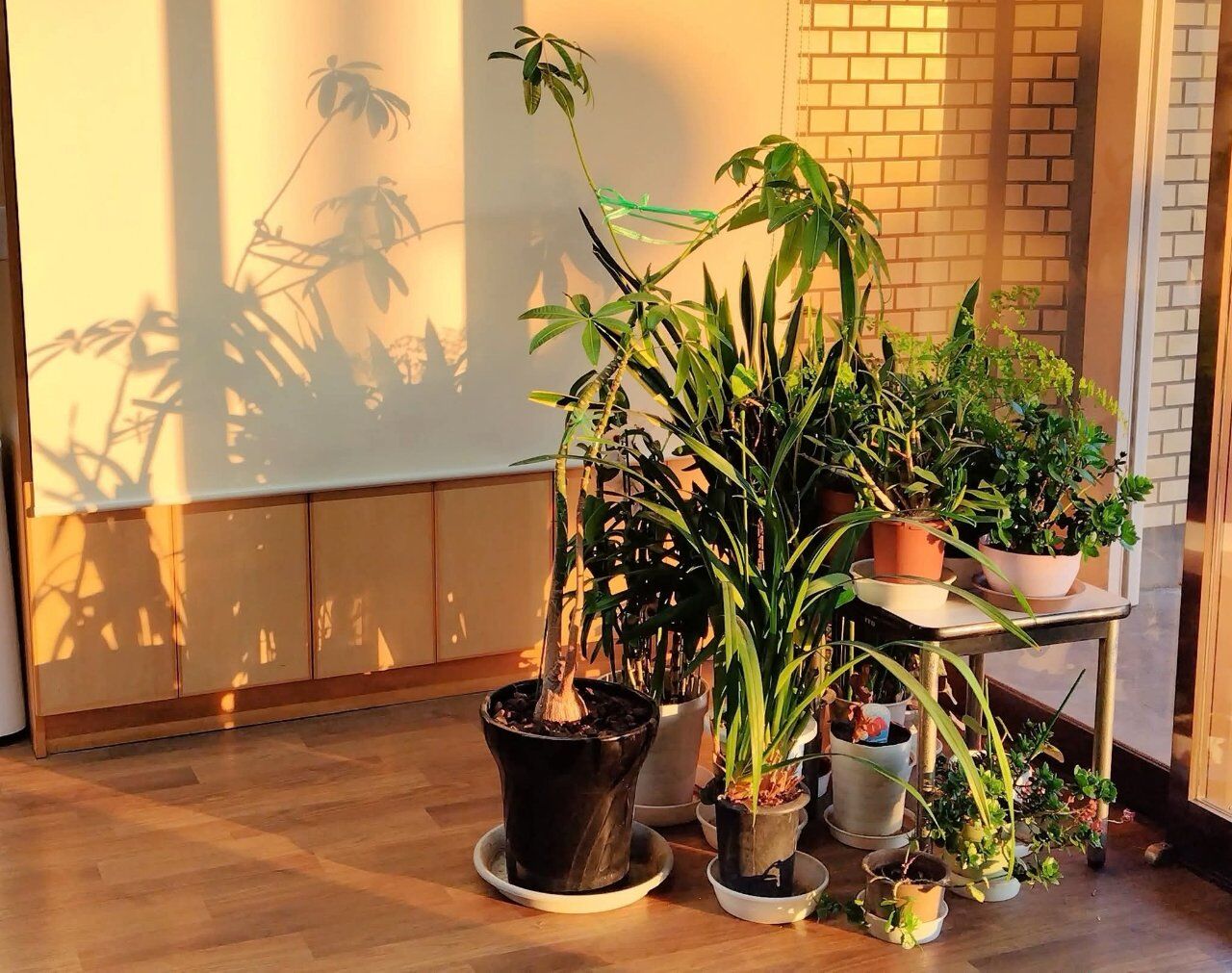夕日が描く観葉植物のシルエットが素敵