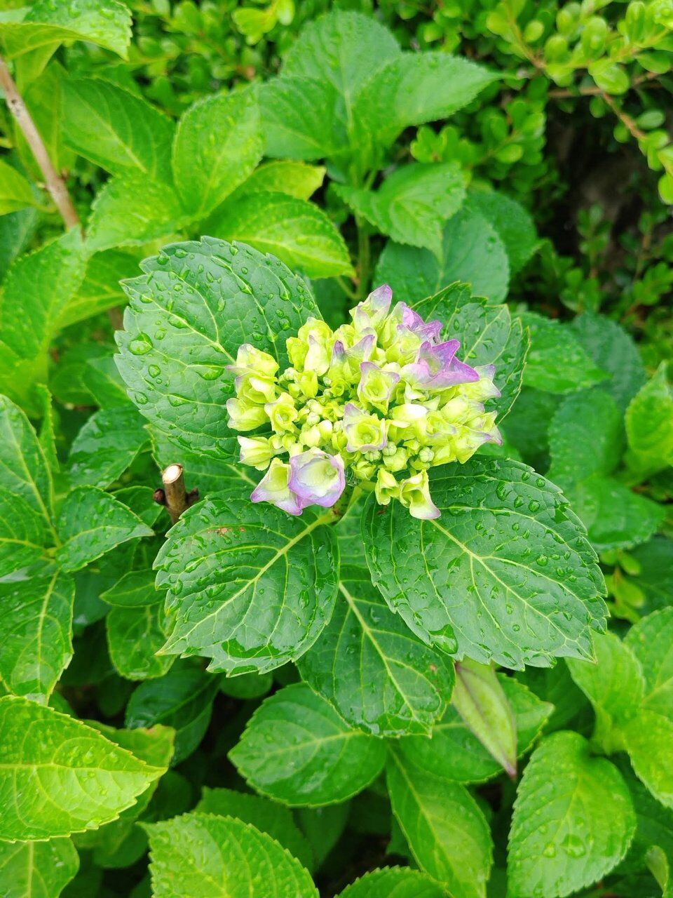 セレモニーホール板場の紫陽花