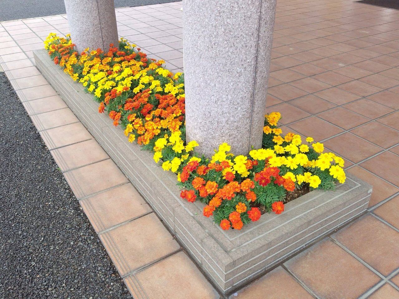 マリーゴールドが綺麗に咲いています