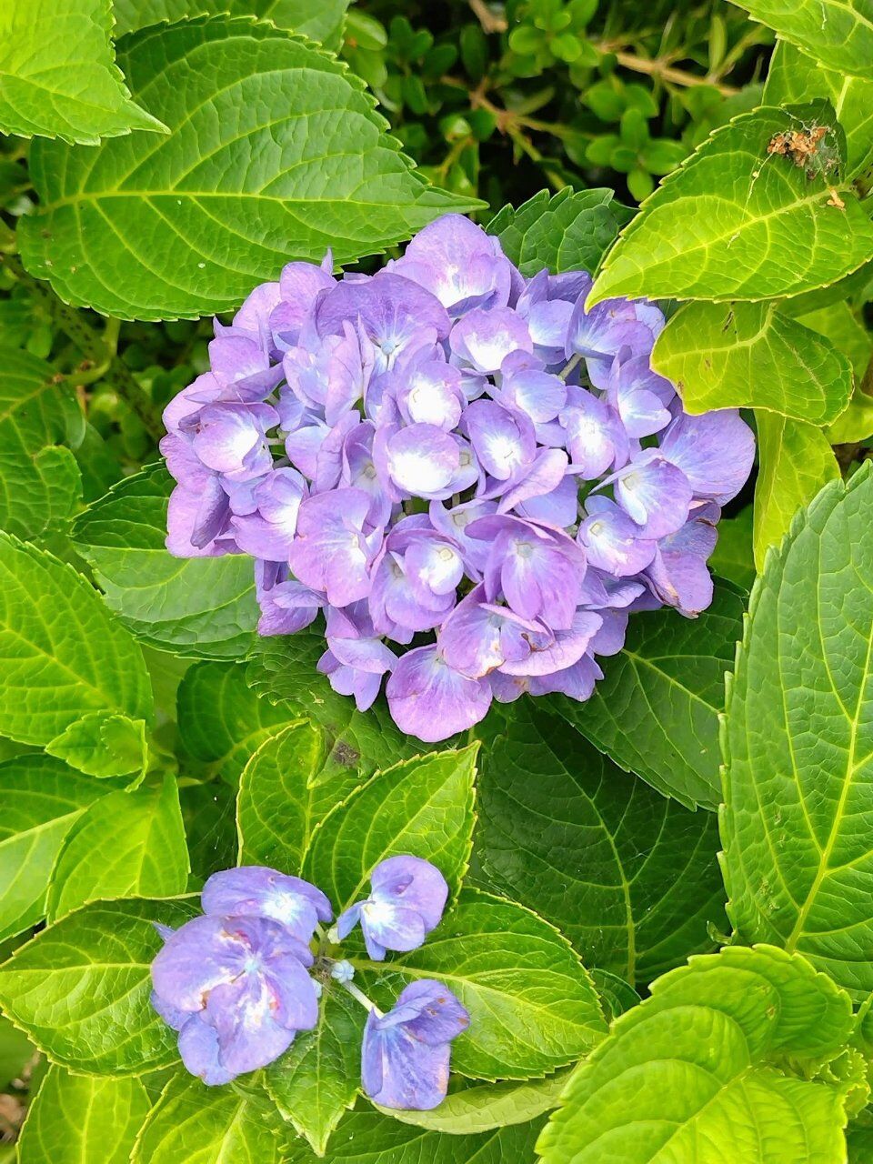 紫陽花に癒されます