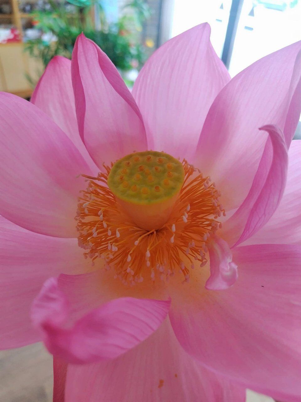 蓮の花に癒されます