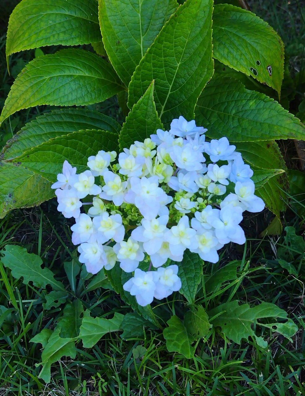 季節外れの紫陽花